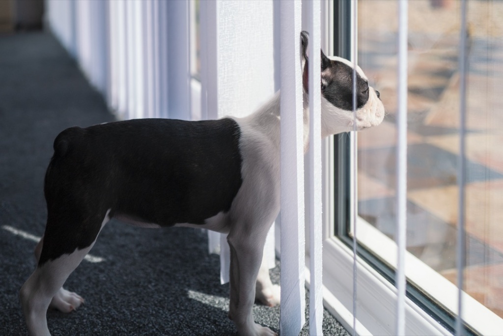 Dog looking out vertical blinds